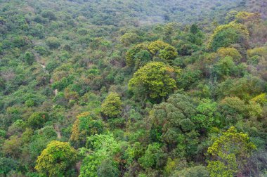 Üst Manzara manzarası Orman yeşil ağaçlar hava manzaralı doğa arka planı.
