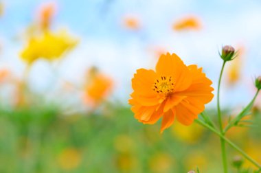 orange cosmos flower blooming in the garden under blue sky