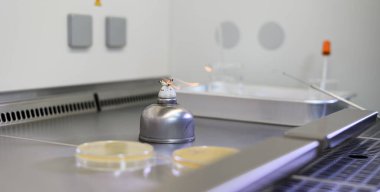 Mikrobiyolojik aşılama döngüsü biyolojik güvenlik dolabındaki alkol bunsen ocağında sterilize ediliyor.