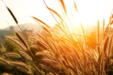 Doğa geçmişi. Arka planda günbatımı ışığı olan çim tarlası açan Afrika çeşmesi. Poaceae Çimen Çiçekleri, sadece belirli bir noktaya odaklanın