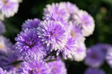 Michaelmas Daisy (Aster Amellus), Aster Alpinus, Asteraceae menekşeleri yazın çoğalarak çoğalır.