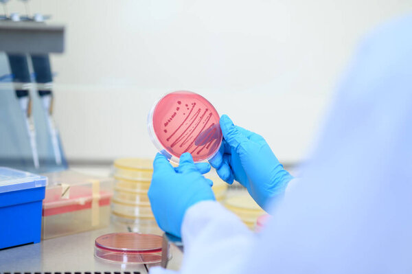 Laboratory workers hold culture plates with bacteria or viruses growing on media in experiment glasses. Laboratory and Medical concepts