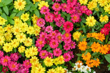 Renkli Zinnia çiçeklerinin en üst görüntüsü. Güzel çiçek arkaplanı