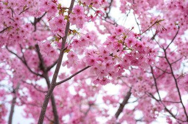 Osaka 'da ilkbaharda pembe kiraz çiçekleri tam çiçeklenir. Çok güzel.
