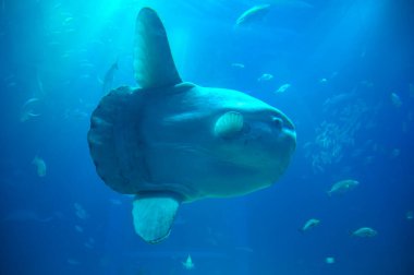 Mola Mola balığı ya da güneş balığı Osaka Akvaryumu Kaiyukan 'da bir akvaryumda yüzüyor.