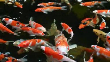 Group of koi carps (Cyprinus carpio) fishes are swimming and find eating food in the pond very joyfully.