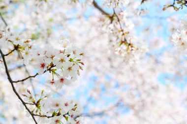 Ueno Park, Tokyo, Japonya 'da güzel kiraz çiçekleri açıyor. İlkbaharda sakura çiçeği kümeleri