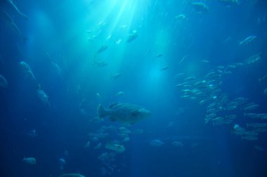 Japonya 'daki Osaka Akvaryumu Kaiyukan' da birçok deniz balığı yaşar.