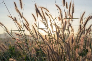 Doğa geçmişi. Arka planda günbatımı ışığı olan çim tarlası açan Afrika çeşmesi. Poaceae Çimen Çiçekleri, sadece belirli bir noktaya odaklanın