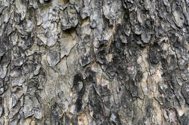Eski ağaç kabuğunun dokusu. Doğal ağaç tutucu arkaplanı