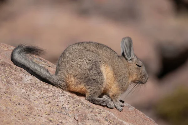 チリ北部のペルーのウサギは — ストック写真