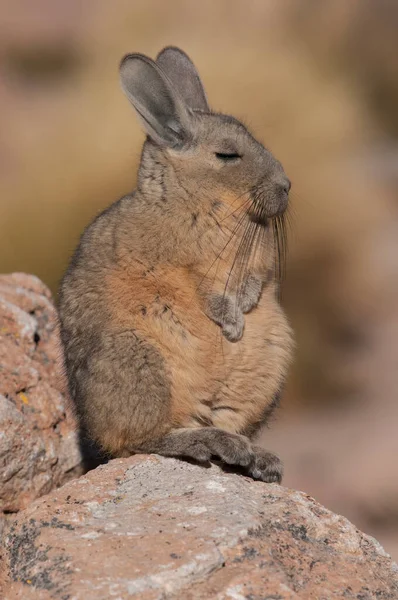 Şili 'nin kuzeyindeki Peru tavşanı