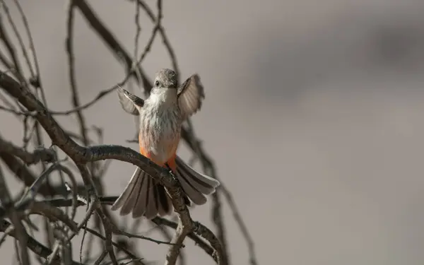 Kuzey Şili ve Peru 'dan dişi kuş.