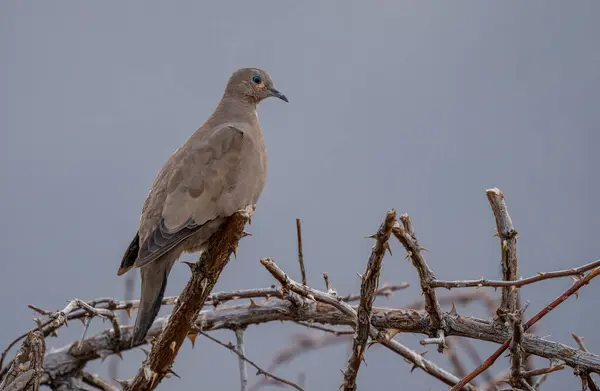 Kaplumbağa güvercin dağlardaki bir ağacın dalına tünedi.