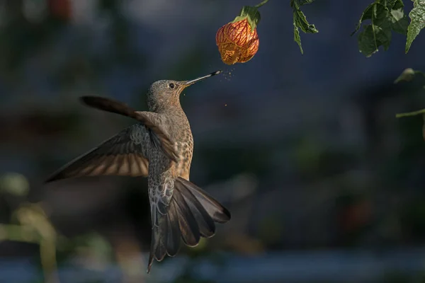 dev sinekkuşu uçarken besleniyor.