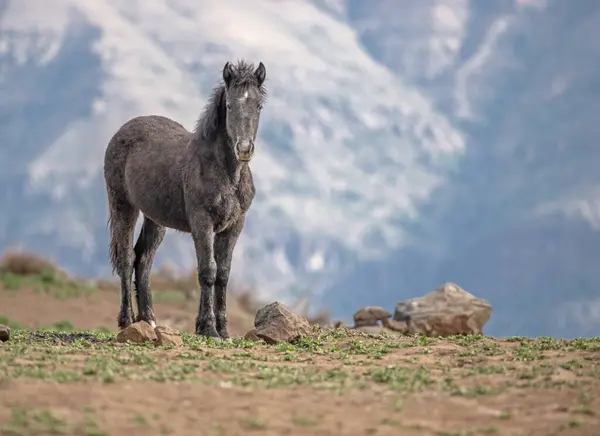 And Dağları 'ndaki vahşi at