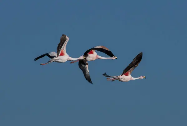 Flamingolar, Şili 'deki lityum çıkarma ligi.