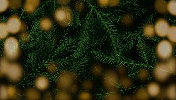 Ramos Árvore Natal Fundo Natural Verde Fundo Natal Conceito Ano — Fotografia de Stock