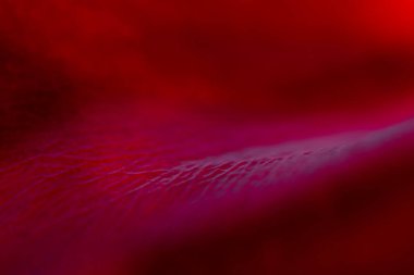 Abstract natural, red background. Macro of red rose petals. Soft, selective focus.
