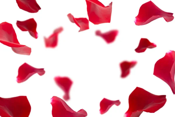 Red Rose Petals White Background Festive Background Copy Space Center — Stock Photo, Image