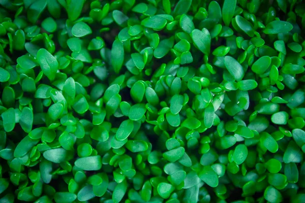 微绿色背景特写 顶部视图 种子芽是绿色的 健康生活方式或素食主义的概念 有机超级食品的优势 — 图库照片