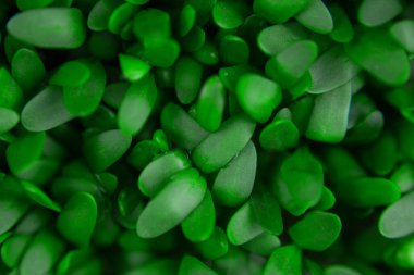 Mikroyeşil arka plan, yakın plan, üst görüntü. Tohum filizi yeşildir..