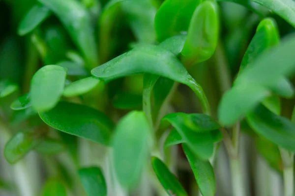 Растет Подсолнух Свежая Микрозелень Закрывай Здоровая Пища — стоковое фото
