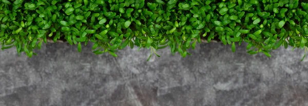 灰色の背景にマイクログリーン トップビュー バナーだ 健康的な食事の概念 — ストック写真