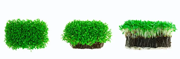 Microgreens Spruiten Geïsoleerd Witte Achtergrond Groeiende Gekiemde Zaden Ecologisch Bodemsubstraat — Stockfoto