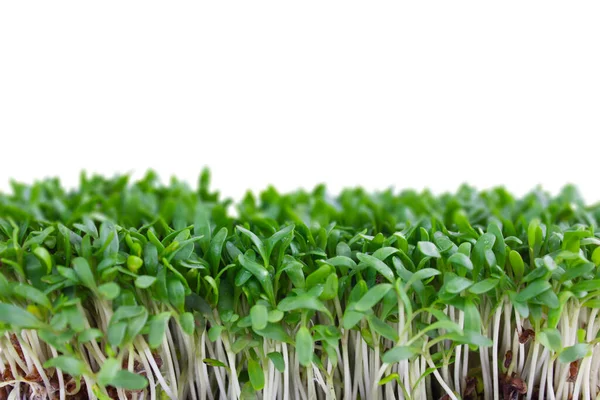 Microgreens Geïsoleerd Witte Achtergrond Vooraanzicht Knippad — Stockfoto