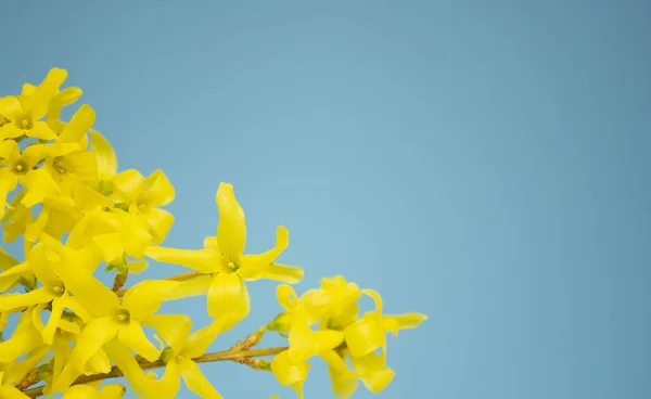 Forsythie Blühende Blumen Auf Sonnigem Blauem Himmel Hintergrund Kopierraum — Stockfoto