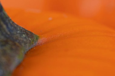 Turuncu, taze balkabağı yakından. Yiyecek dokusu.