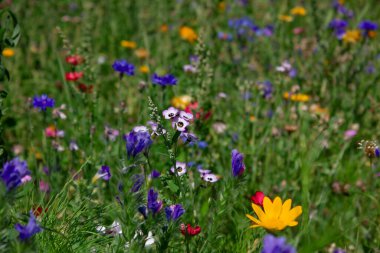 Güzel kır çiçekleri olan bir tarla..
