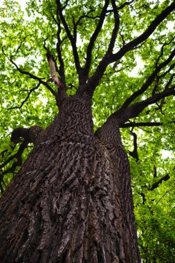Tam yapraklı büyük meşe ağacı, aşağıdan görünüyor..