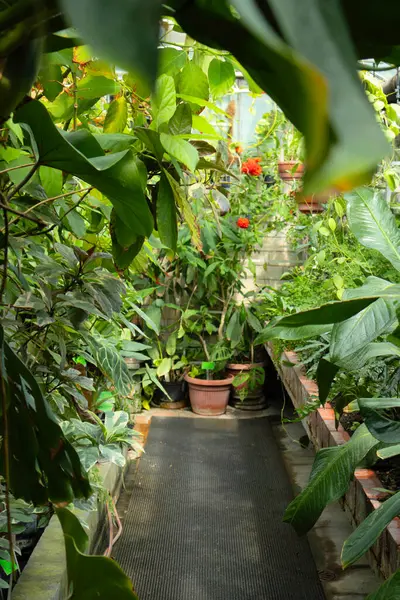 stock image Path through lush greenhouse with tropical plants.