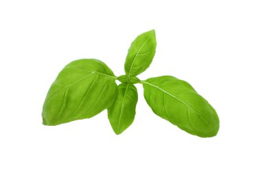 Beyaz arkaplanda yeşil fesleğen filizi.