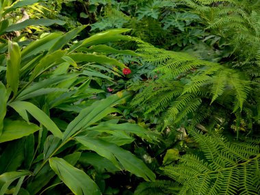 Bereketli yeşil bitkiler güneş ışığında yeşerir ve içinden canlı çiçekler çıkar..