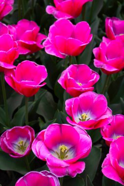 Çiçek açmış pembe lalelerin yakın çekimi.