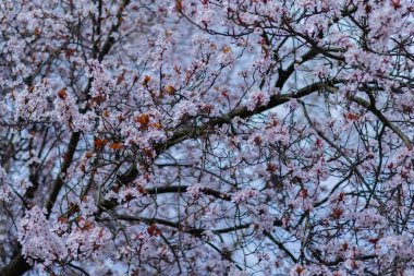Mavi gökyüzüne karşı narin pembe çiçeklerle dolu kiraz dalları.