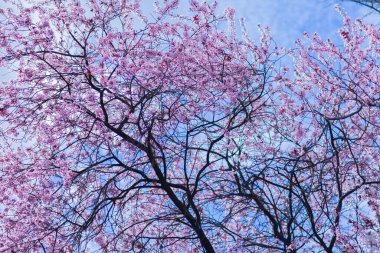 Pembe kiraz çiçekleri dalları parlak bir gökyüzü zeminine karşı doldurur..