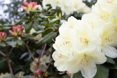 Çiçek açmış beyaz rhododendron çiçeklerinin yakın çekimi.