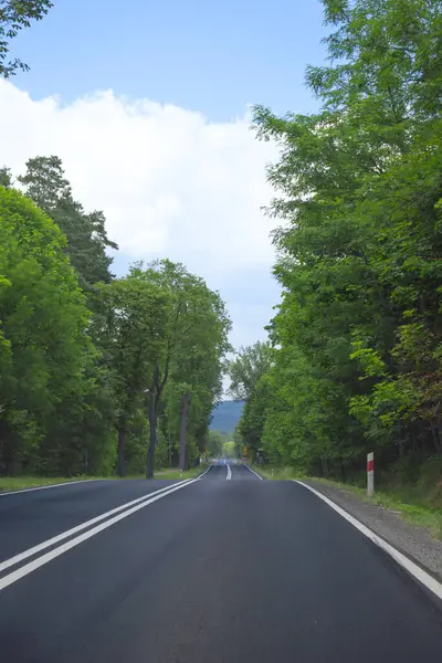 Dolambaçlı bir yol, açık mavi gökyüzünün altında yoğun yeşillikler arasında uzanır..