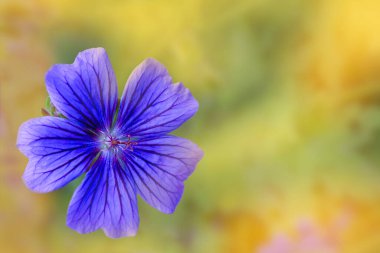 Karmaşık yaprakları olan narin mor çiçek yumuşak bir arkaplanda duruyor..