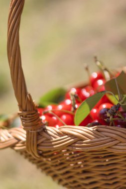 Taze toplanmış kirazlar örülmüş sepetin içinde güneşin altında güneşleniyorlar..