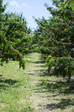 Bereketli kiraz ağaçları güneşli bir meyve bahçesinde çimenli bir yol çiziyor..