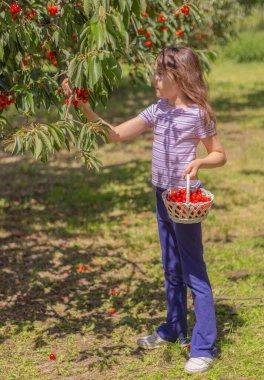 Genç kız yaz hasadı sırasında ağaç dallarından olgun kirazlar topluyor..