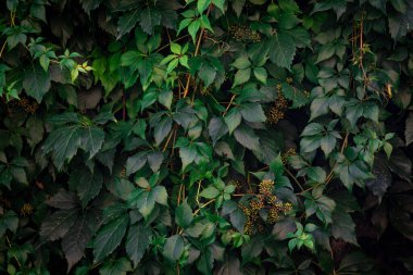 Canlı yeşil yapraklar ve küçük meyveler yüzeyi kaplıyor..