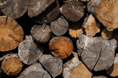 Farklı ahşap kütükler, doğal dokular sergiliyor..