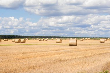 Saman balyaları, üzerinde kabarık bulutlar olan, geniş, güneşli bir alanda düzenlenir..
