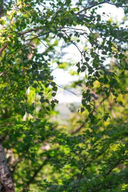 Dallardan sarkan parlak yeşil yapraklar, sakin bir ormanda güneş ışığını süzüyor..